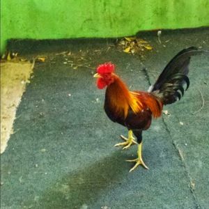 Meet your Posher, Ronny